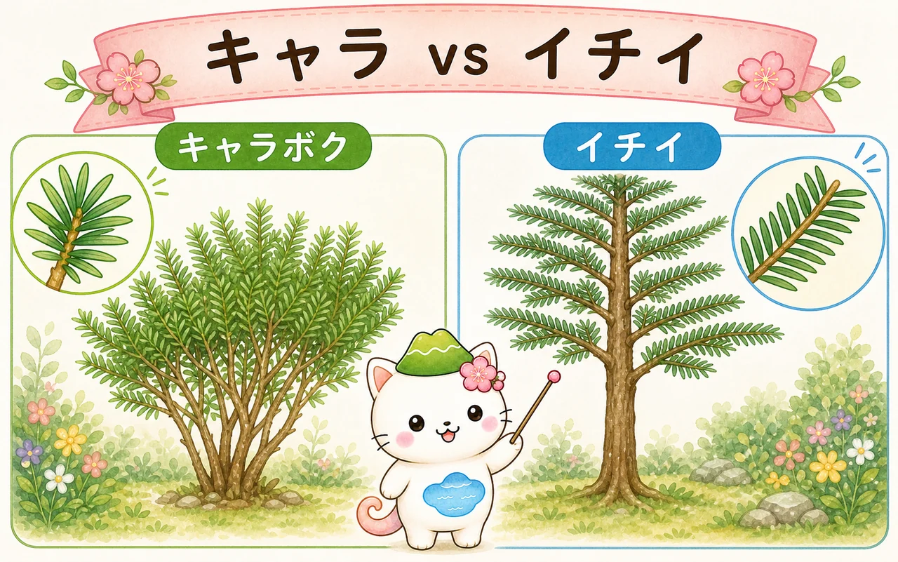 キャラ vs イチイ