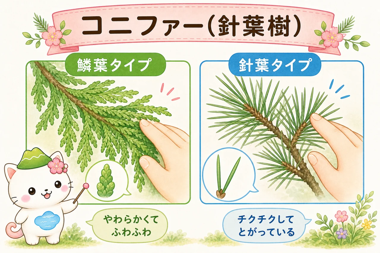 コニファー類(針葉樹)