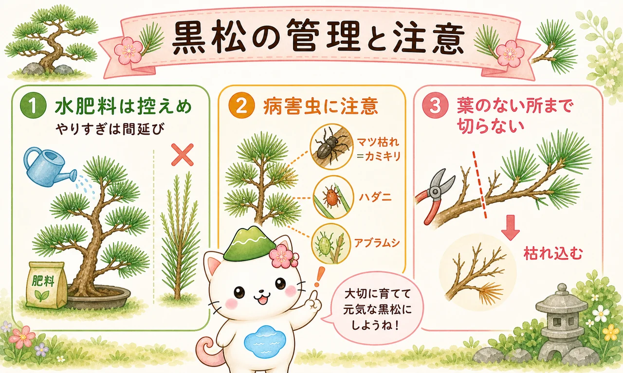 黒松の管理と注意（水・肥料は控えめ／病害虫に注意／葉のない所まで切らない）を示す図解